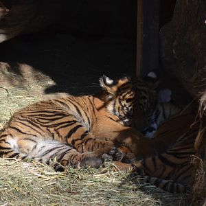 Sumatran Tiger Cubs