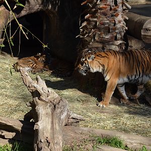 Sumatran Tiger Mother and Cubs