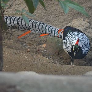 Lady Amherst's Pheasant