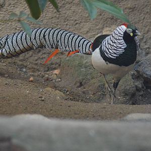 Lady Amherst's Pheasant