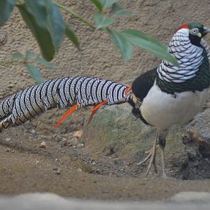 Lady Amherst's Pheasant