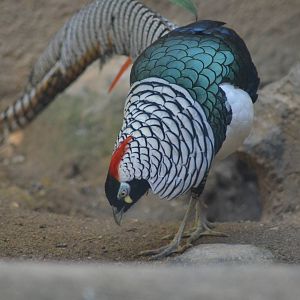 Lady Amherst's Pheasant