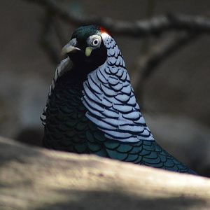 Lady Amherst's Pheasant