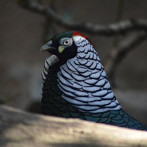 Lady Amherst's Pheasant