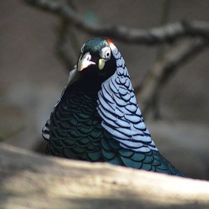 Lady Amherst's Pheasant