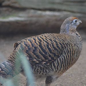 Lady Amherst's Pheasant