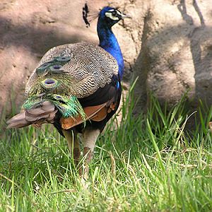 Common Peafowl in Antalya Zoo