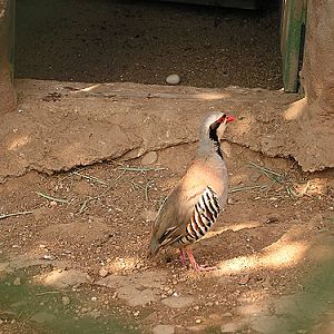 Chukar Patridge in Antalya Zoo