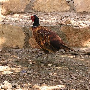 True Pheasant in Antalya Zoo