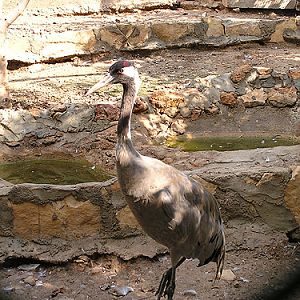 Common Crane in Antalya Zoo