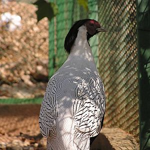 Silver Pheasant in Antalya Zoo