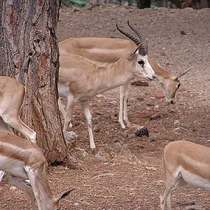 Goitred Gazelle in Antalya Zoo