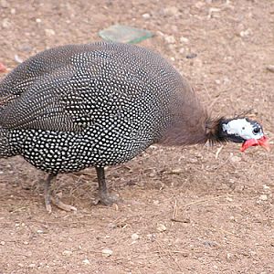 Helmeted Guineafowl in Antalya Zoo