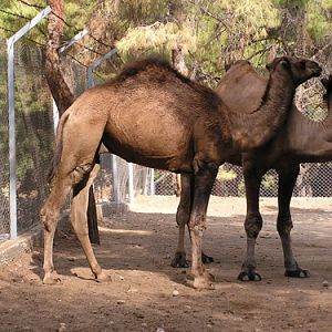 Dromedary in Antalya Zoo