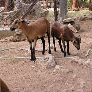 Cameroun Sheep in Antalya Zoo
