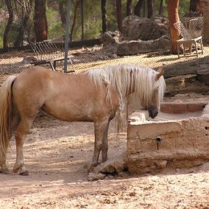 Welsh Pony in Antalya Zoo