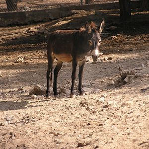 Domestic Ass in Antalya Zoo