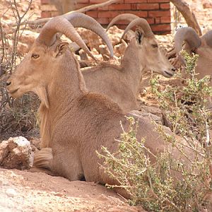 Barbary Sheep in Antalya Zoo