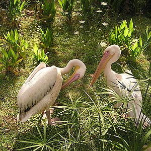 Eastern White Pelican in Antalya Zoo