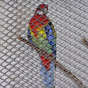 Eastern Rosella in Antalya Turkey