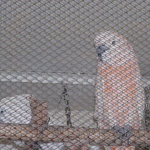 Salmon-crested Cockatoo in Antalya Zoo