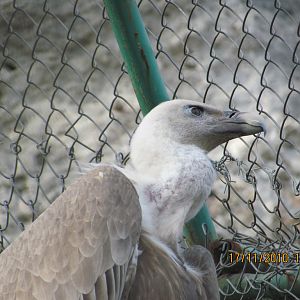 Condor in Antalya Zoo