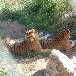 Tigers in Antalya Zoo