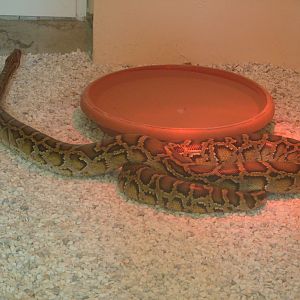 Snake in Antalya Zoo