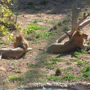 Lions in Antalya Zoo