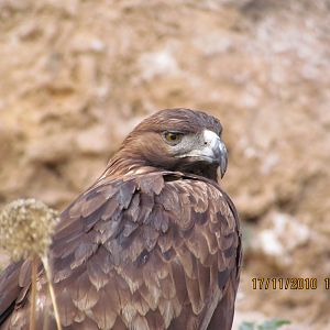 Eagle in Antalya Zoo