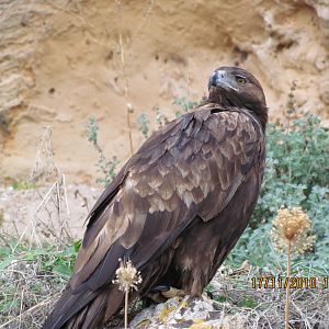 Eagle in Antalya Zoo