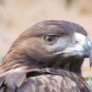 Eagle in Antalya Zoo