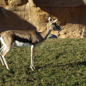 Thomson gazelles in exhibit again