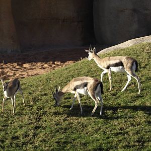 Thomson gazelles in exhibit again