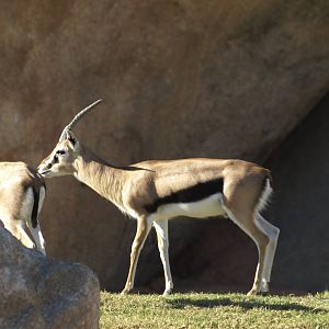 Thomson gazelles in exhibit again