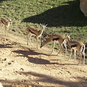 Thomson gazelles in exhibit again