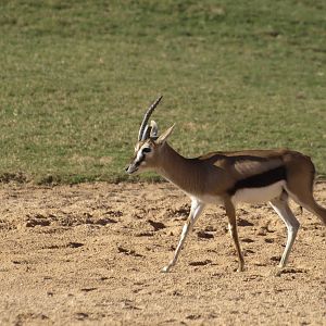 Thomson gazelles in exhibit again