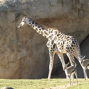 Thomson gazelles in exhibit again