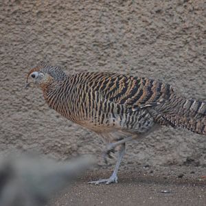 Lady Amherst's Pheasant