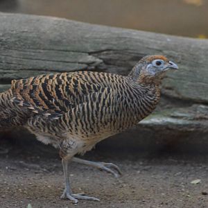 Lady Amherst's Pheasant