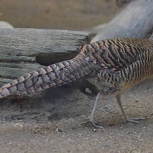 Lady Amherst's Pheasant