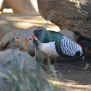 Lady Amherst's Pheasant