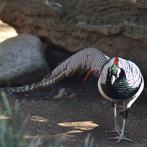 Lady Amherst's Pheasant