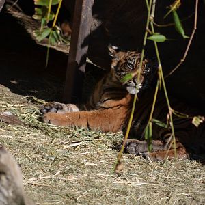 Sumatran Tiger Cub