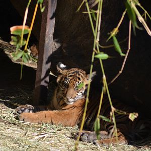 Sumatran Tiger Cub