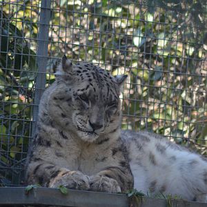 Snow Leopard