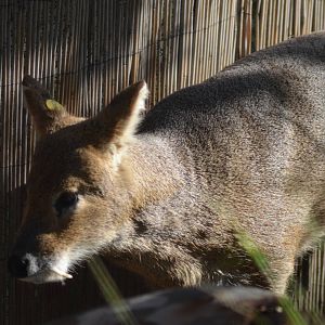 Chinese Water Deer