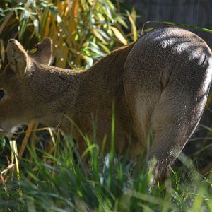 Chinese Water Deer