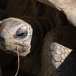 Aldabra Tortoise