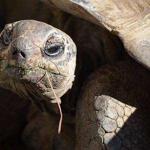 Aldabra Tortoise